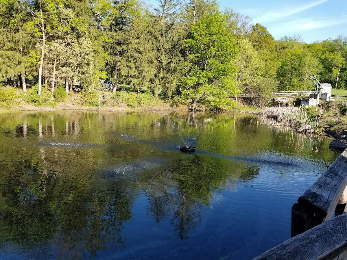 Spring Mountain Adventures