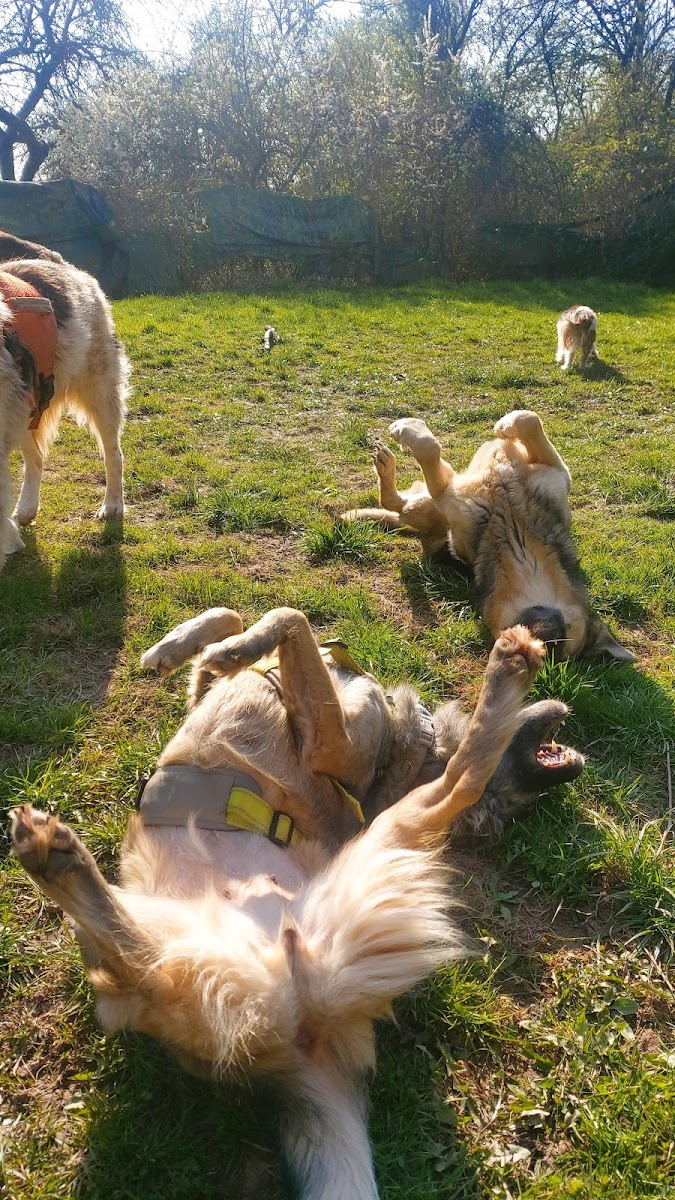 Hundehotel RUDELPARADIES