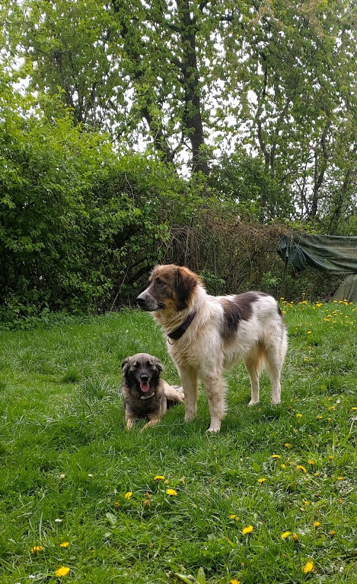 Hundehotel RUDELPARADIES