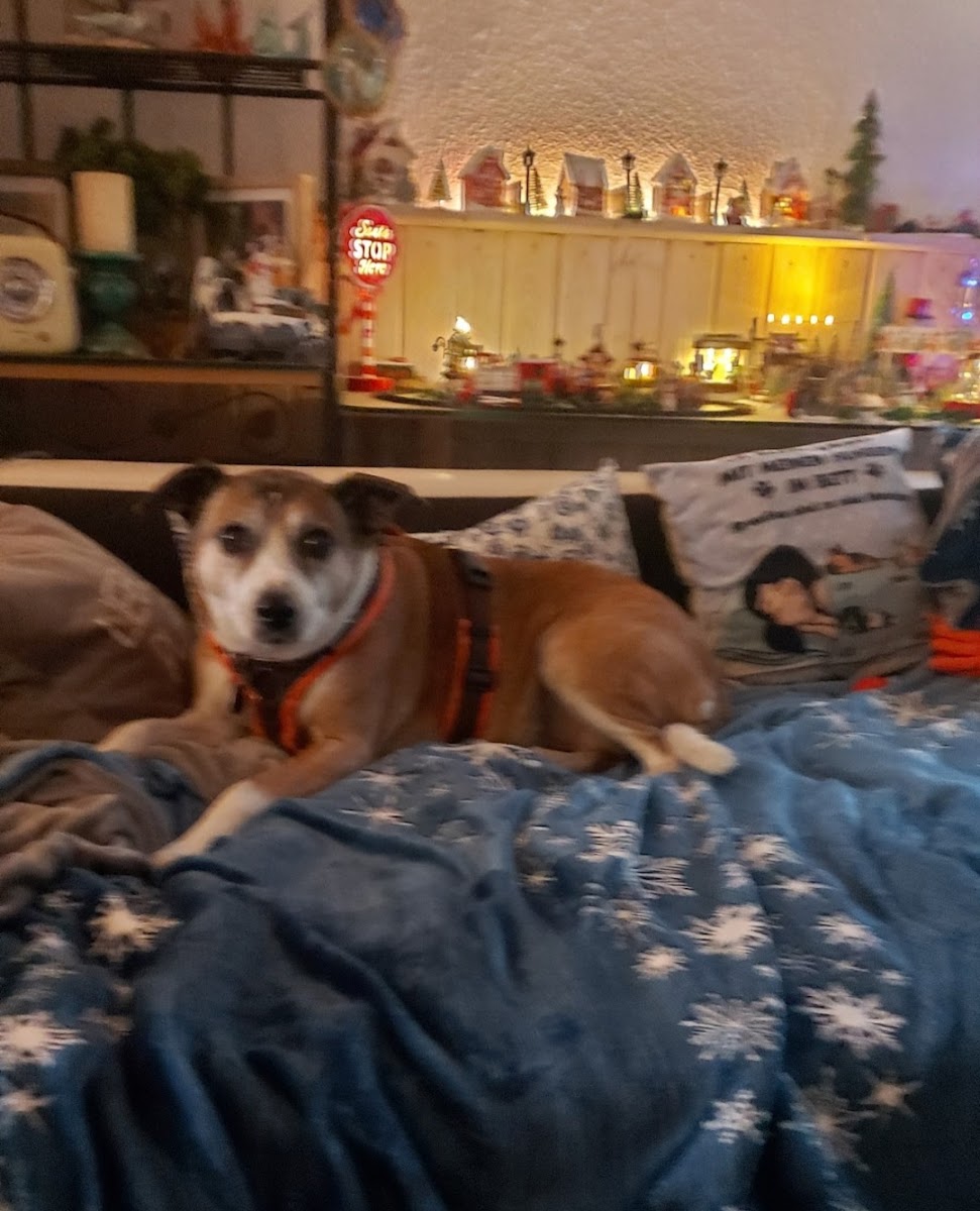 Hundehotel RUDELPARADIES
