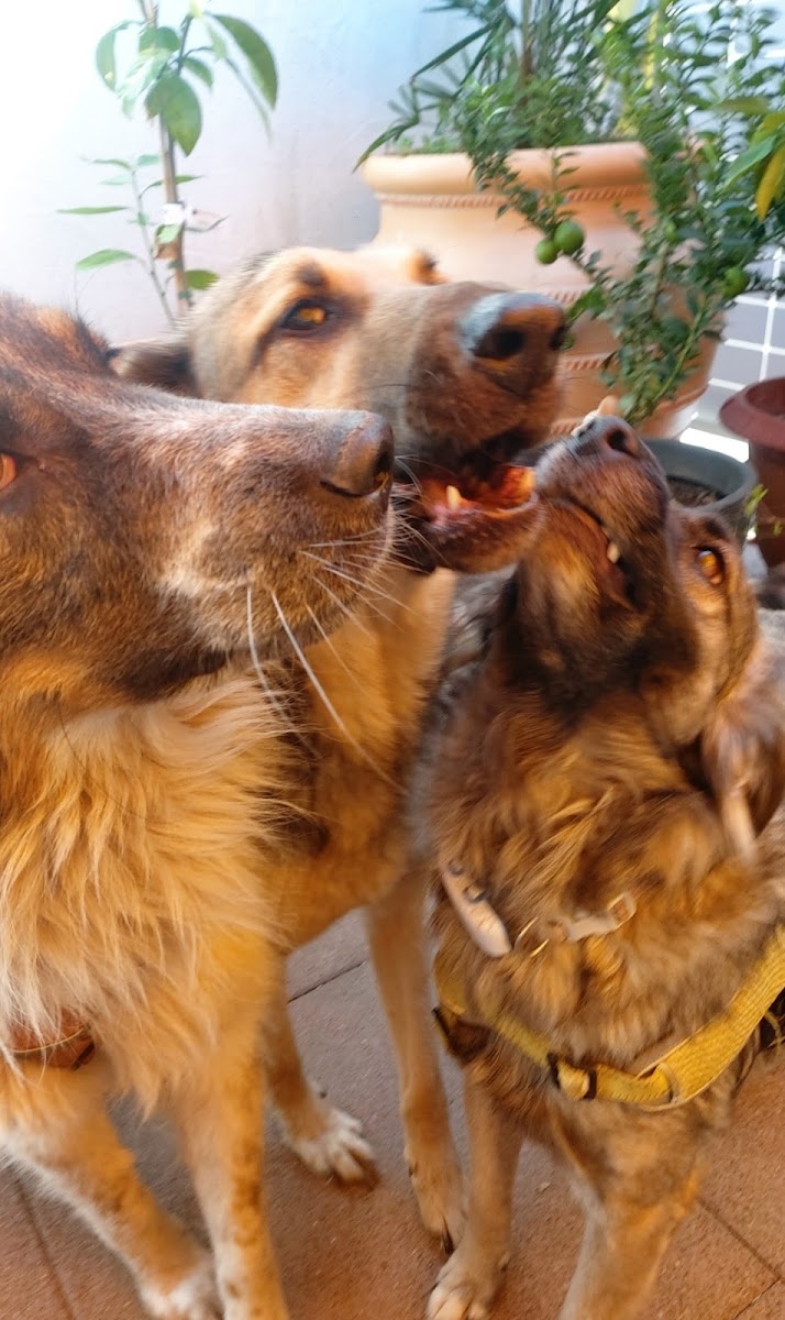 Hundehotel RUDELPARADIES