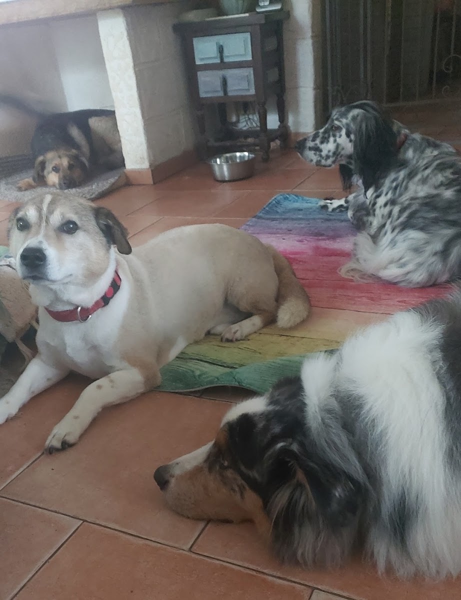 Hundehotel RUDELPARADIES