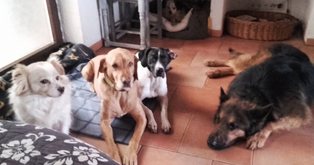 Hundehotel RUDELPARADIES