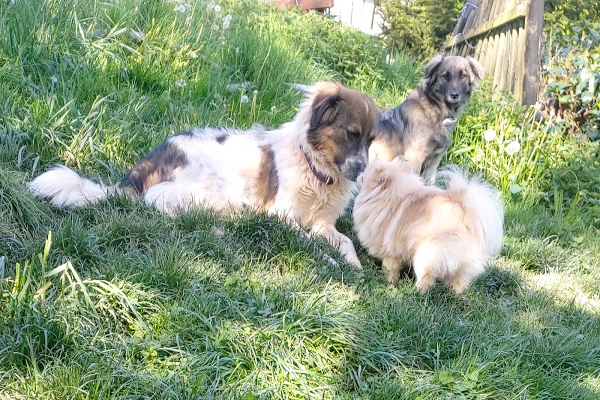 Hundehotel RUDELPARADIES