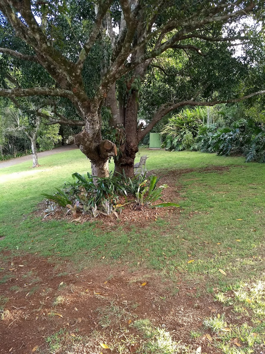 Tamborine Mountain B&B Accommodation