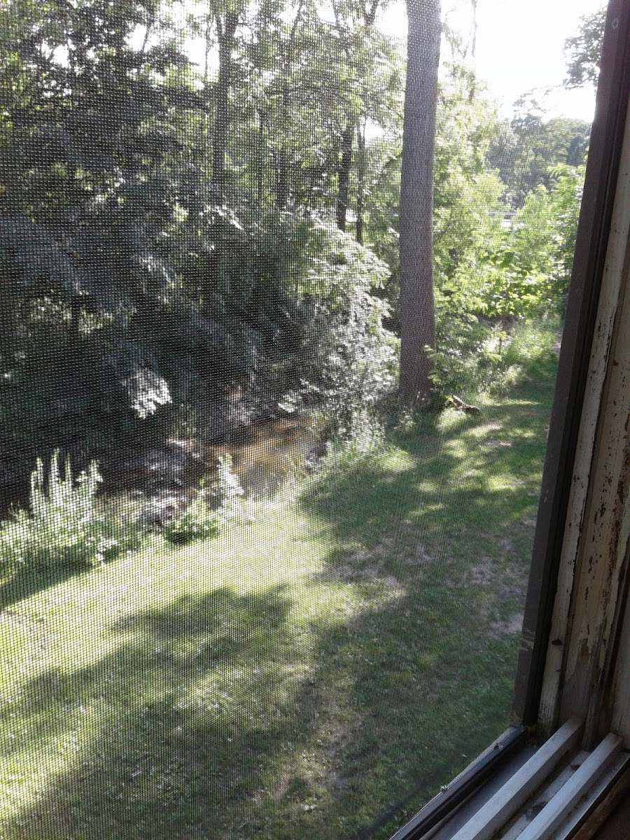 The Cedar Lodge