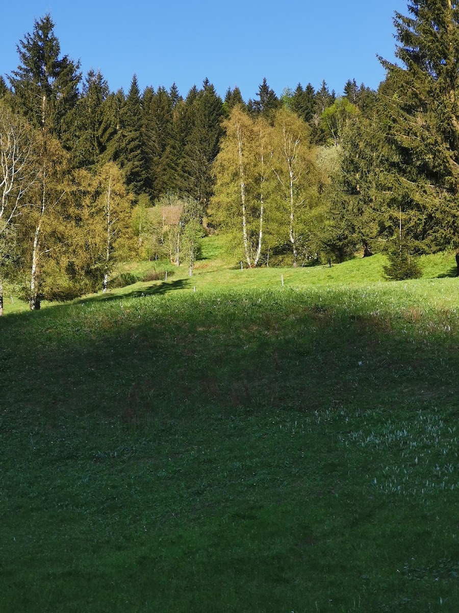 Gaststätte & Pension 'Hammerschänke'
